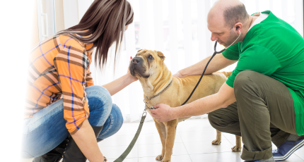 veterinarios a domicilios
