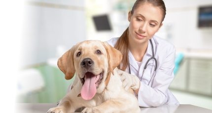 veterinarios 24 horas