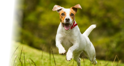 perro corriendo