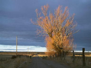 orange tree and hazy skies