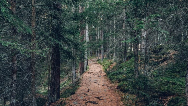 dirt path in the woods