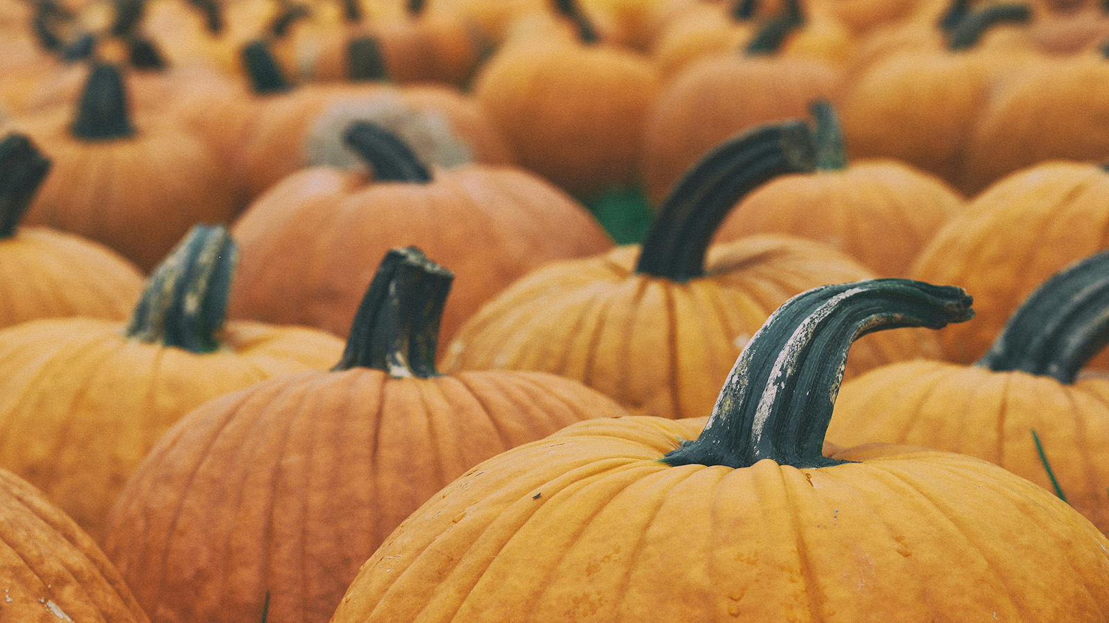 Aaron Burden Pumpkin Patch