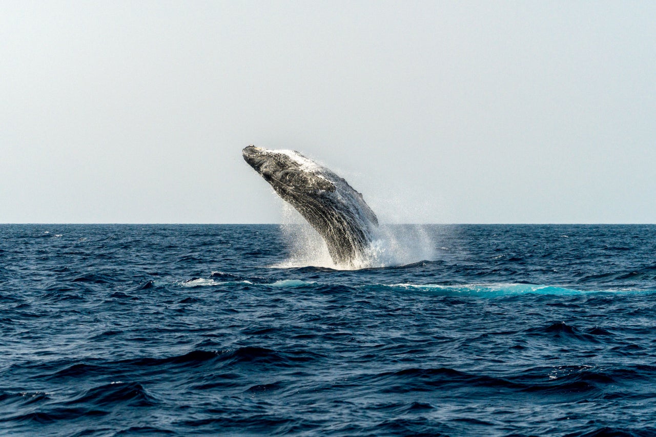 Maui Whale Breach - Whale Tour