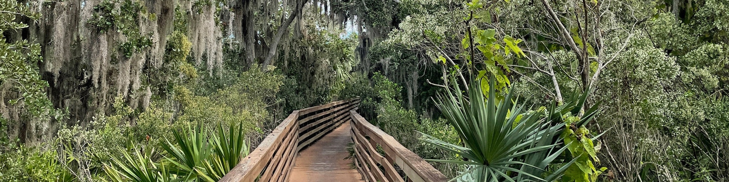 Lush green forest with a boarded walkway