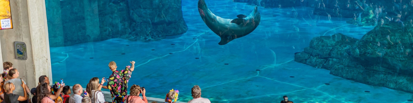 Large audience watching a dolphin preforming underwater tricks for them