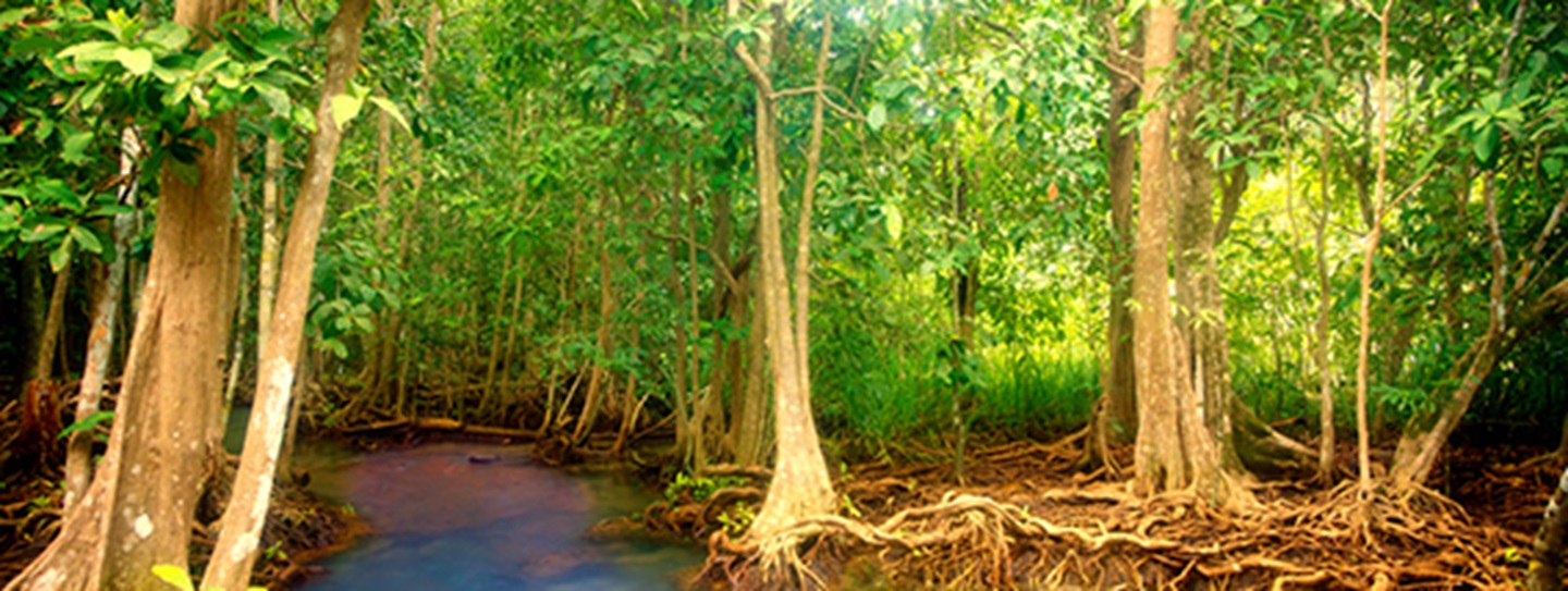 explore-the-wild-mangrove-forests-of-rookery-bay