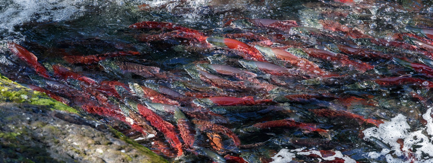 the-great-salmon-runs-of-alaska