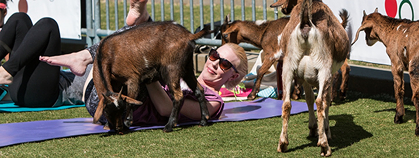 try-yoga-with-goats-in-nashville