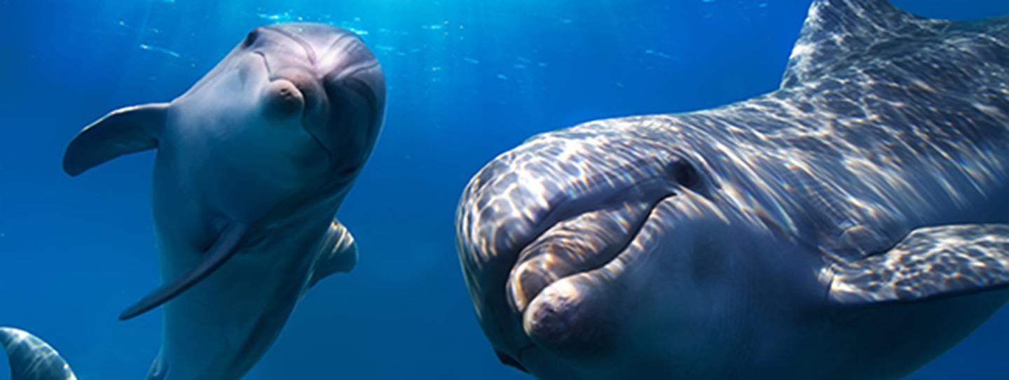 an-exciting-outdoor-adventure-with-dolphins