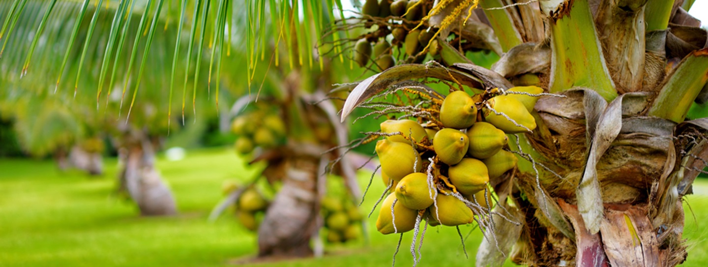 become-a-coconut-enthusiasts-in-the-west-maui-mountains