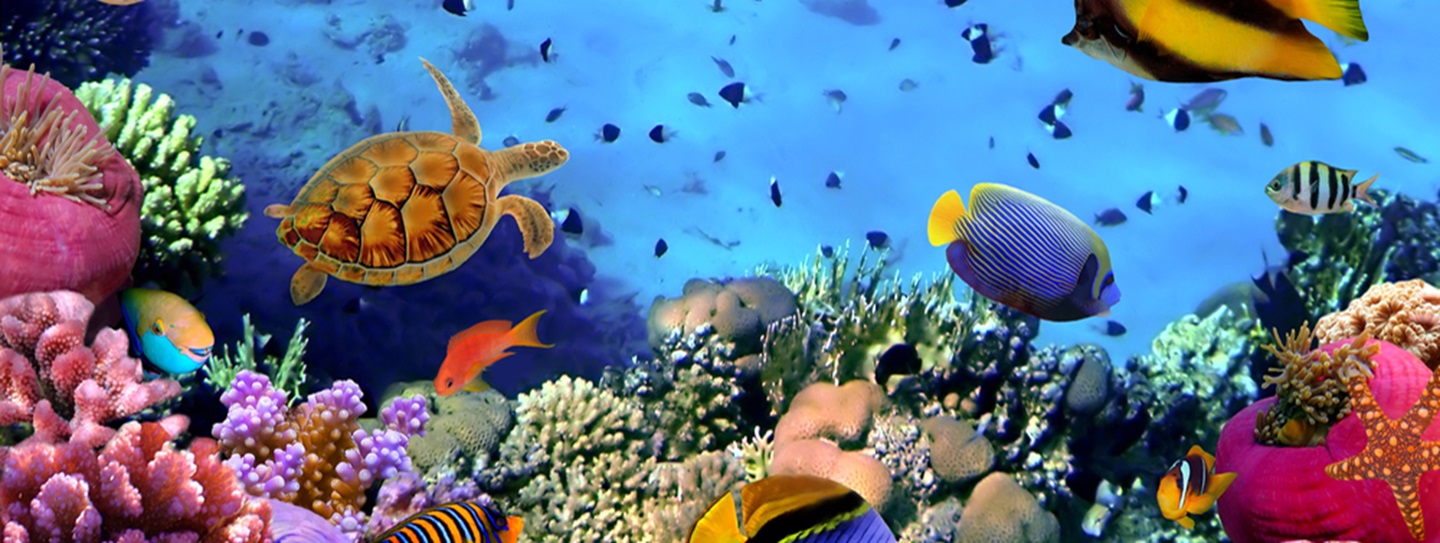 birchwood-aquarium-a-look-under-the-sea