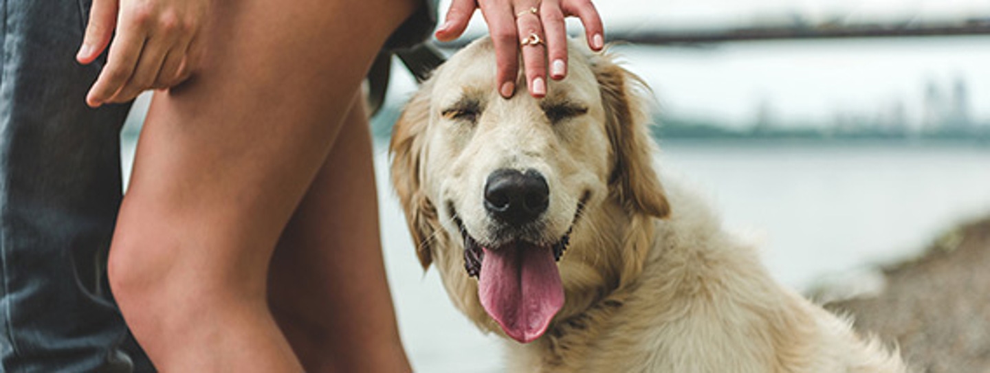 bring-your-dog-to-the-beach