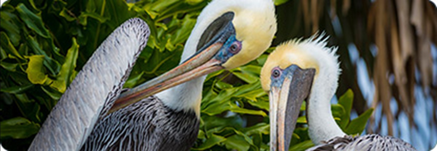 discover-the-wildlife-in-palm-coast-florida