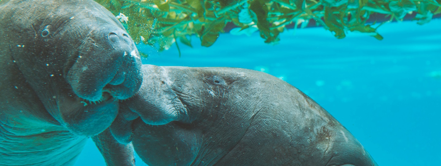 explore-the-everglades-to-witness-the-endangered-manatee