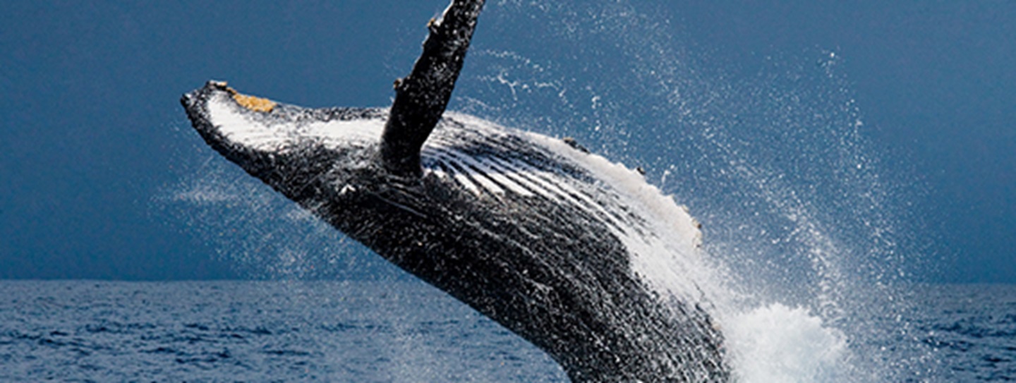 gone-whale-watching-in-alaska