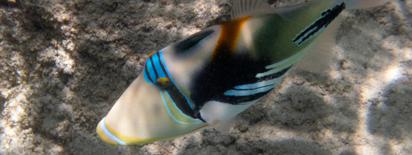hawaiis-colorful-state-fish