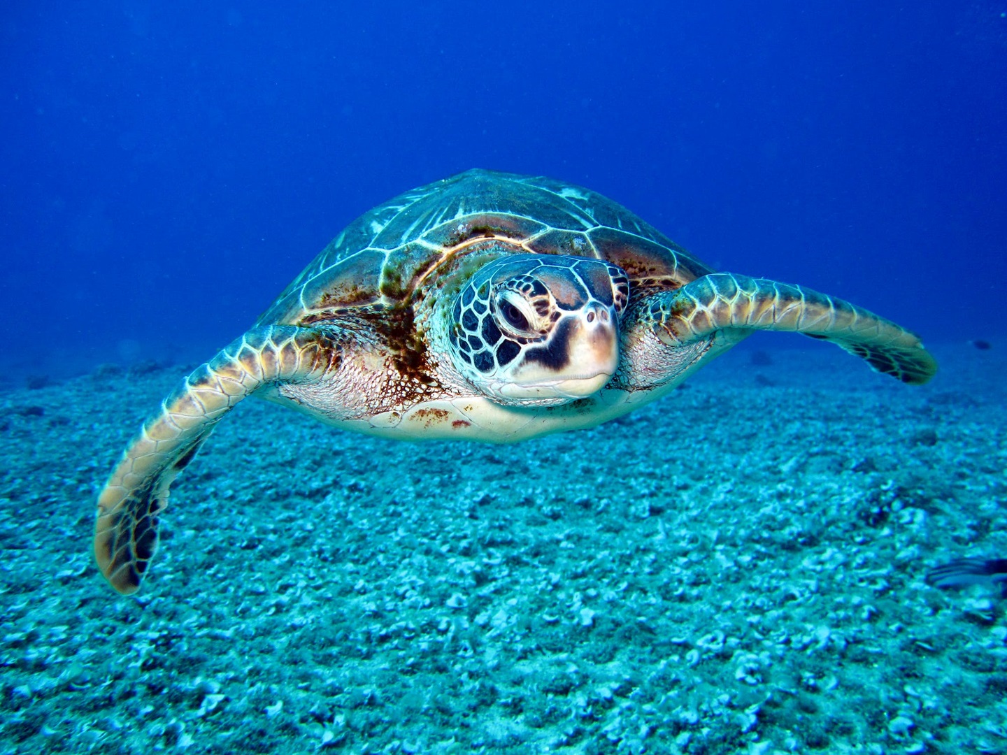 florida-keys-home-of-the-endangered-sea-turtle