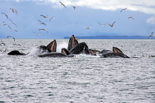 CME Alaska Cruise - Juneau Whale breaching