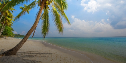 LIVE Conferences - Palm Tree at Beach