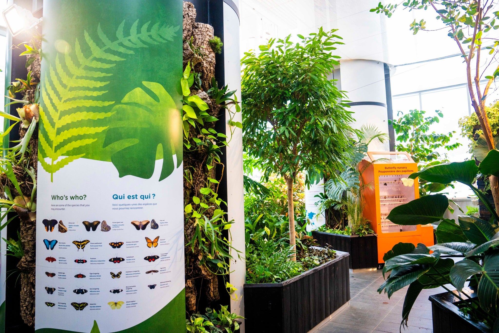 Tropical butterflies are once again fluttering around the Canadian Museum of Nature’s solarium. 