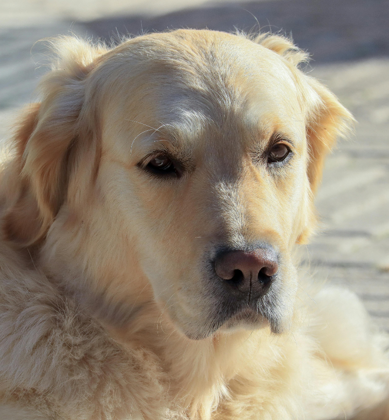 Pet Therapy