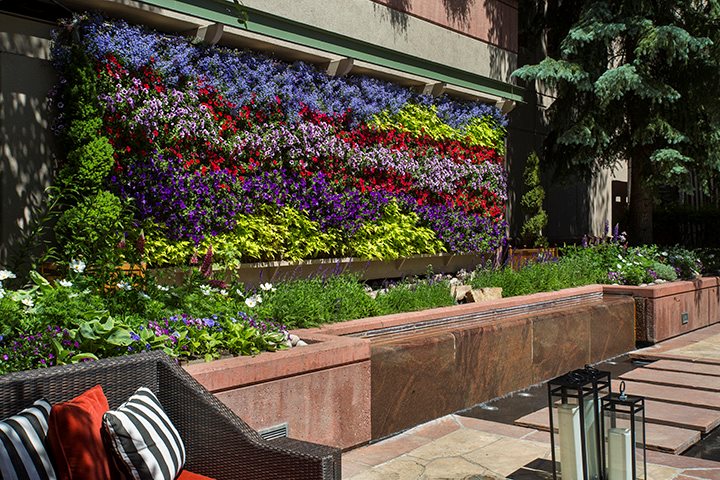 garden with colorful living wall
