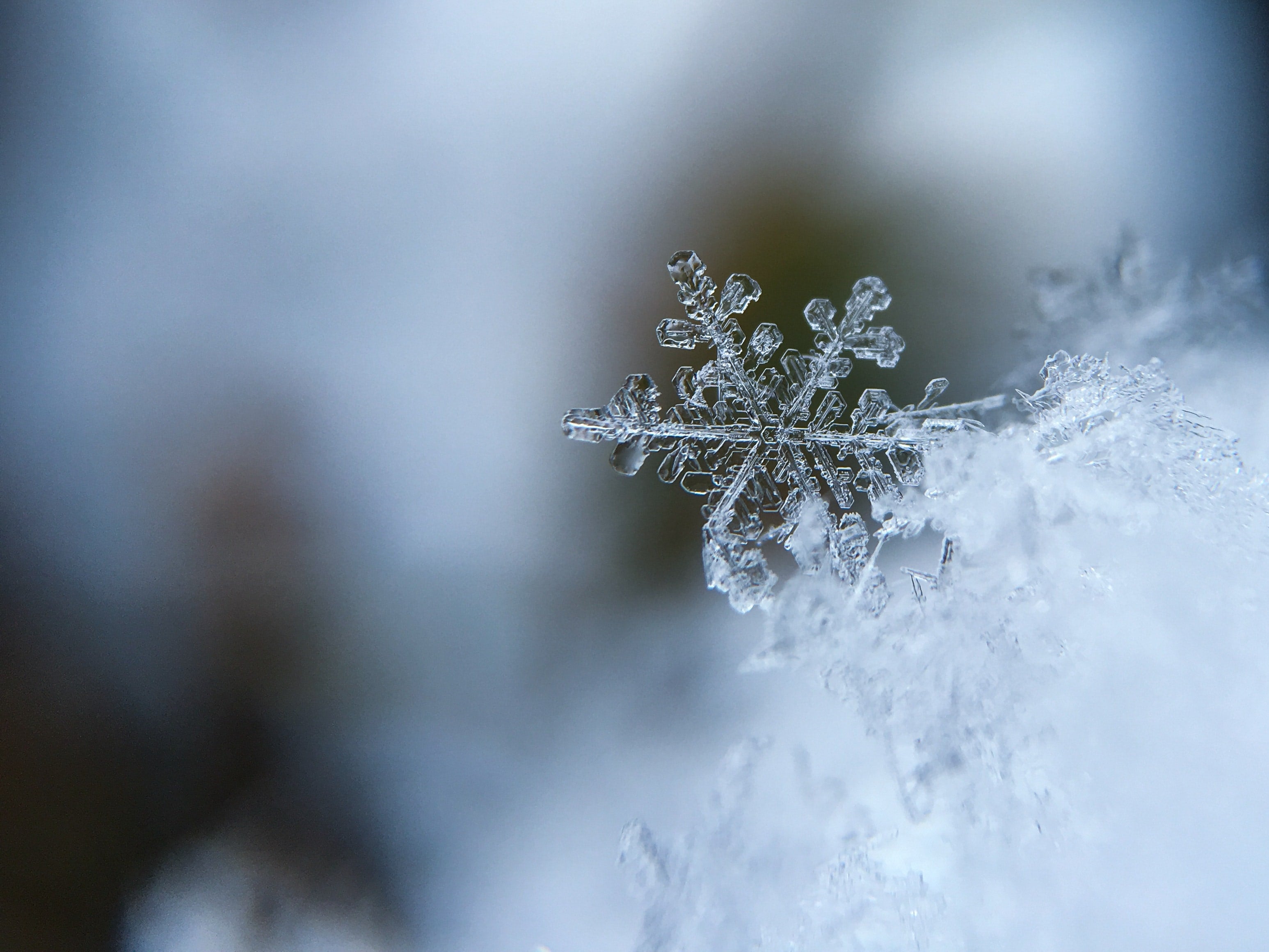 frozen snowflake