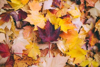 fall colors leaves on ground