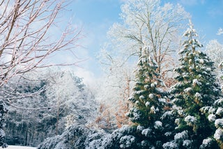 trees in winter with snow on them