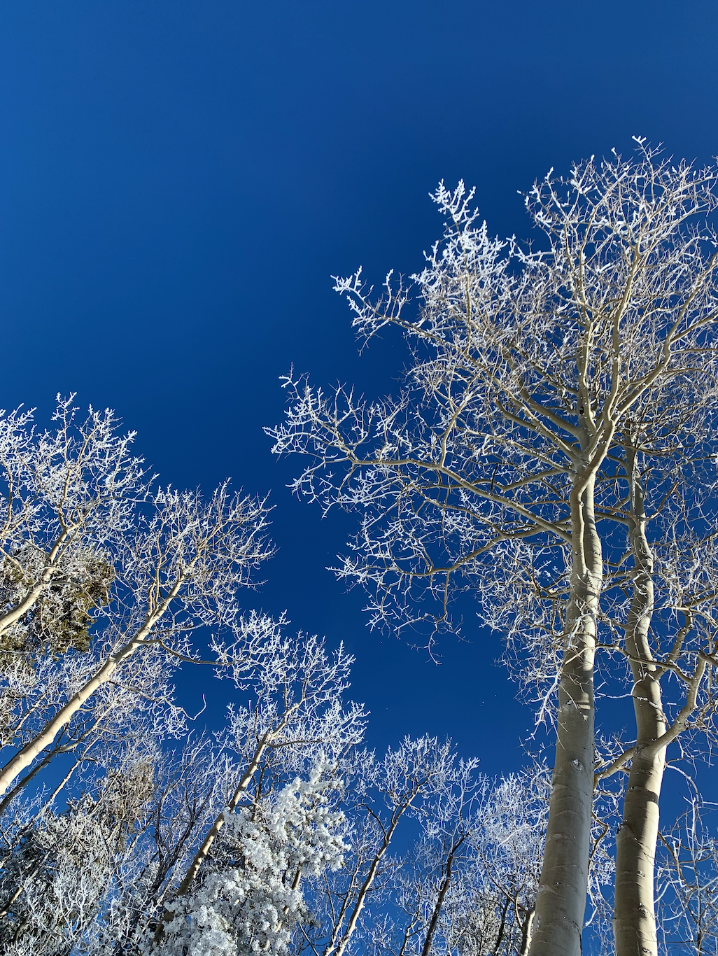 frosted trees and blue sky