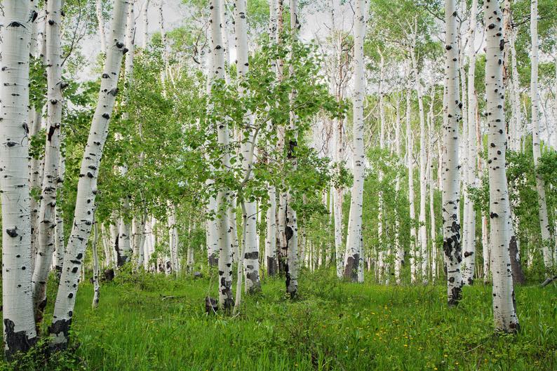 aspen trees bright green