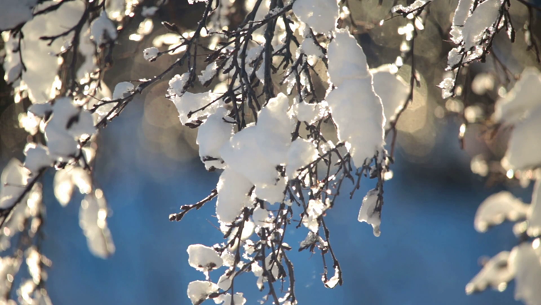 snow clumps on tree branch