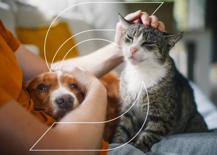 pet friendly