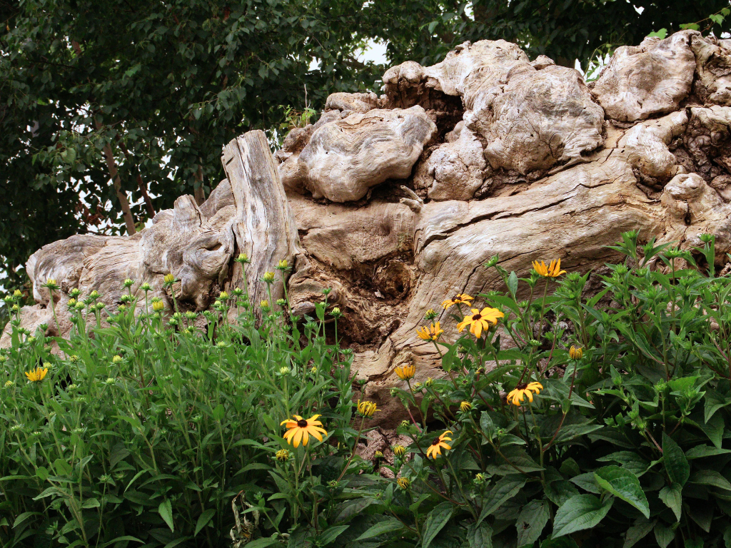 sawmill sid burl