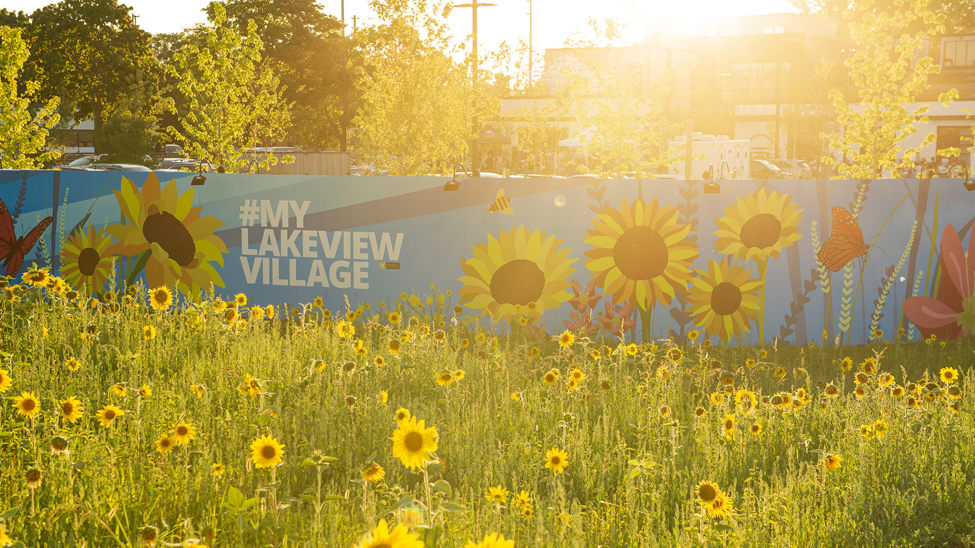 sunflowers at lakeview village