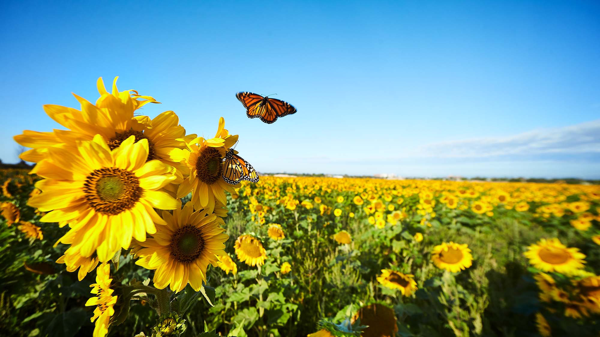 sunflowers at lakeview village