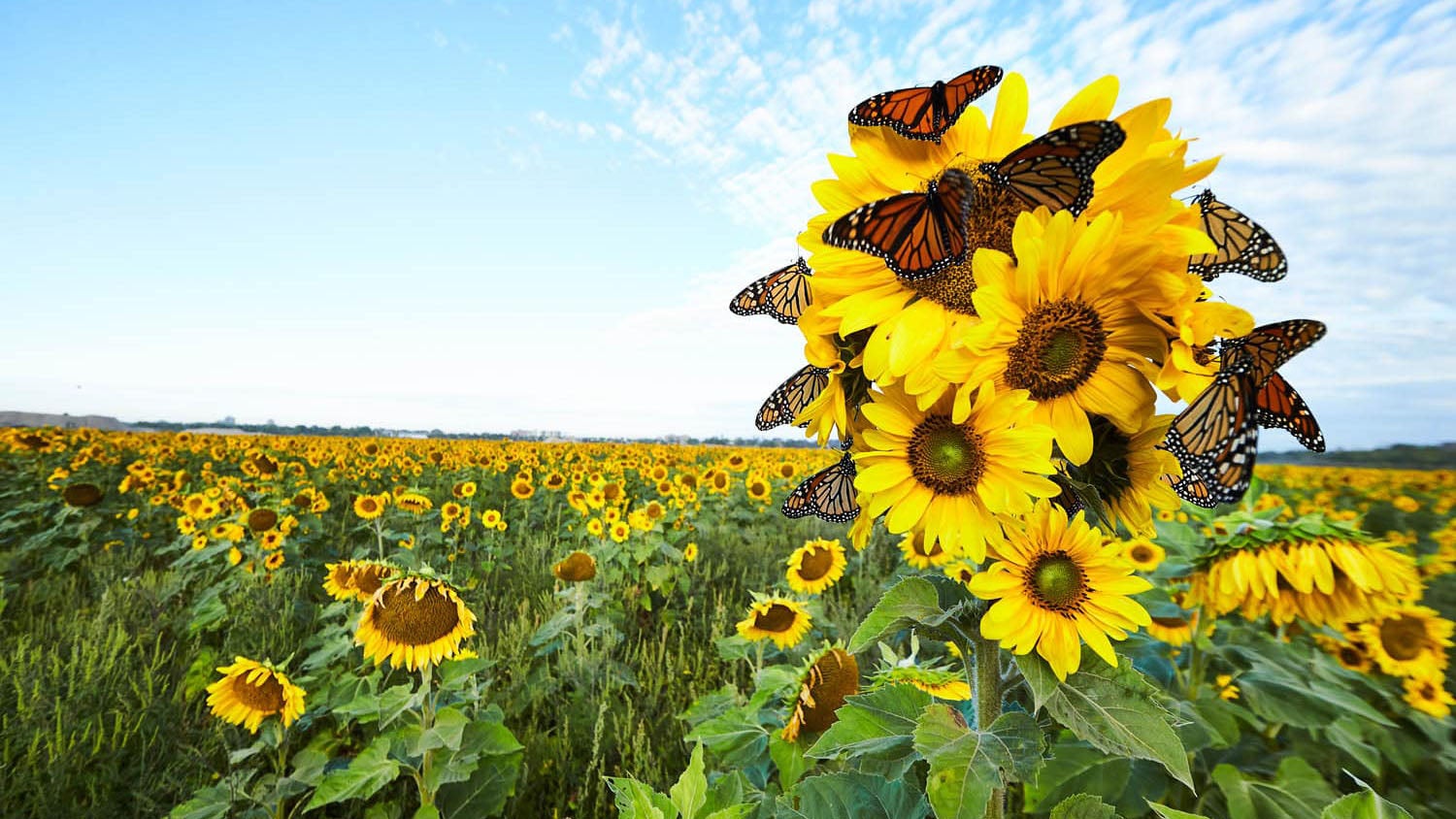 sunflowers at lakeview village