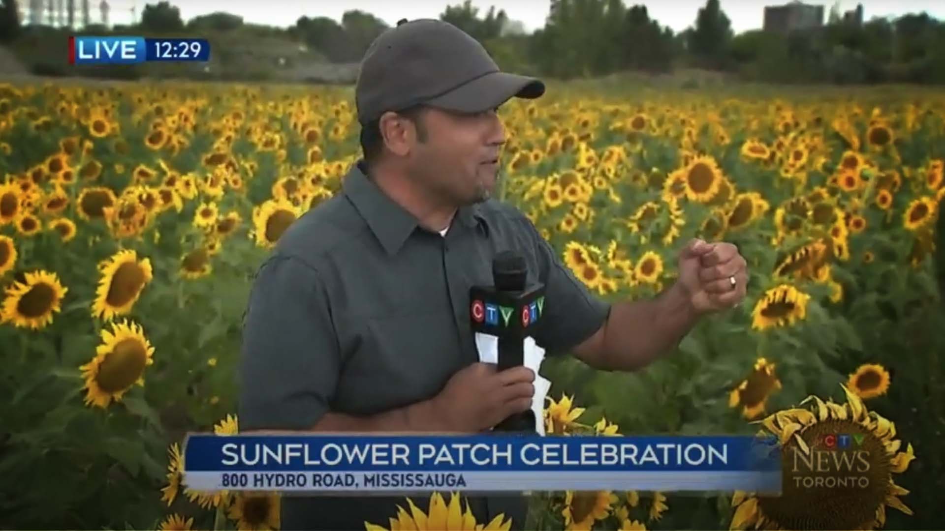 anwar knight lakeview village sunflowers